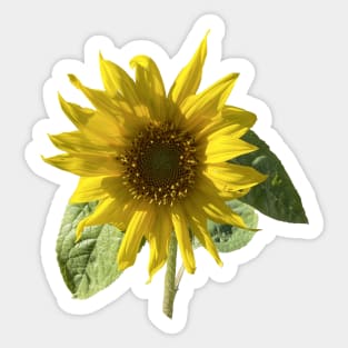 Sunflower of Happiness Sticker